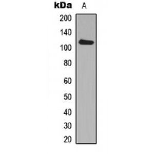 LifeSab™ ADAM19 Rabbit pAb (50 µl)