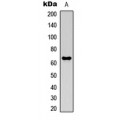 LifeSab™ MMP21 Rabbit pAb (50 µl)