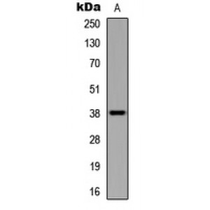 LifeSab™ UBE2U Rabbit pAb (50 µl)