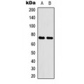 LifeSab™ ABCG2 Rabbit pAb (50 µl)