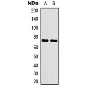 LifeSab™ ABCG2 Rabbit pAb (50 µl)