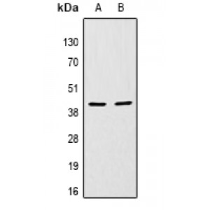 LifeSab™ Apolipoprotein L1 Rabbit pAb (50 µl)