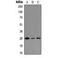 LifeSab™ BAP31 Rabbit pAb (50 µl)