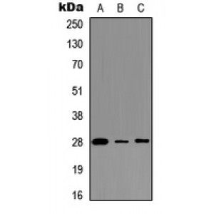 LifeSab™ BAP31 Rabbit pAb (50 µl)