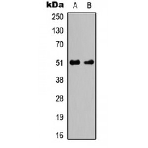 LifeSab™ Caspase 2 Rabbit pAb (50 µl)