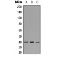 LifeSab™ CCR11 Rabbit pAb (50 µl)