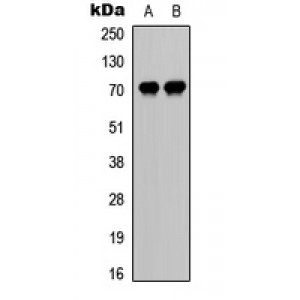 LifeSab™ CDC25A (pS75) Rabbit pAb (50 µl)