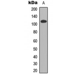 LifeSab™ CDCA2 Rabbit pAb (50 µl)