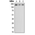 LifeSab™ Laminin beta 1 Rabbit pAb (50 µl)