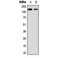 LifeSab™ AIP-1 Rabbit pAb (50 µl)