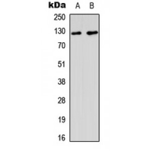 LifeSab™ MSH3 Rabbit pAb (50 µl)