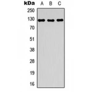 LifeSab™ MYBPC1 Rabbit pAb (50 µl)