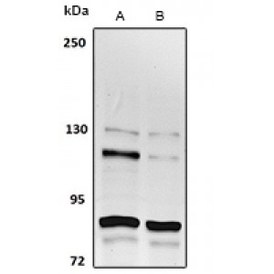 LifeSab™ RFWD3 Rabbit pAb (50 µl)