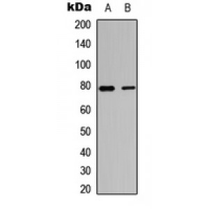 LifeSab™ TBX3 Rabbit pAb (50 µl)