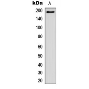 LifeSab™ BCOR Rabbit pAb (50 µl)