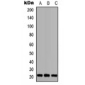 LifeSab™ BID Rabbit pAb (50 µl)