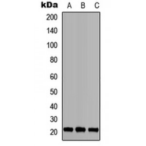 LifeSab™ BID Rabbit pAb (50 µl)