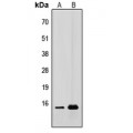 LifeSab™ CDC42EP5 Rabbit pAb (50 µl)