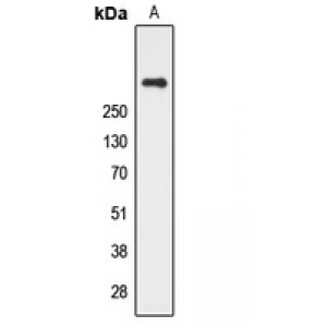 LifeSab™ CUBN Rabbit pAb (50 µl)