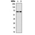 LifeSab™ DDX55 Rabbit pAb (50 µl)