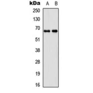 LifeSab™ DDX55 Rabbit pAb (50 µl)