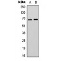 LifeSab™ EPN3 Rabbit pAb (50 µl)