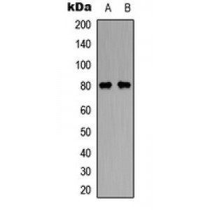 LifeSab™ GAS6 Rabbit pAb (50 µl)