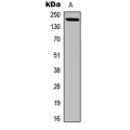 LifeSab™ Laminin gamma 3 Rabbit pAb (50 µl)