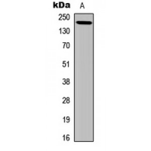 LifeSab™ Laminin gamma 3 Rabbit pAb (50 µl)