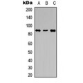 LifeSab™ LGR6 Rabbit pAb (50 µl)