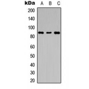 LifeSab™ LGR6 Rabbit pAb (50 µl)