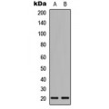 LifeSab™ MRPL54 Rabbit pAb (50 µl)