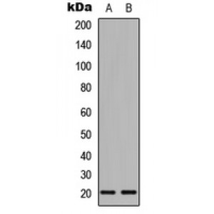 LifeSab™ MRPL54 Rabbit pAb (50 µl)