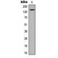 LifeSab™ CD136 (pS1394) Rabbit pAb (50 µl)