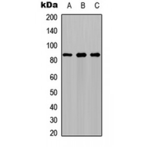 LifeSab™ PFKM Rabbit pAb (50 µl)