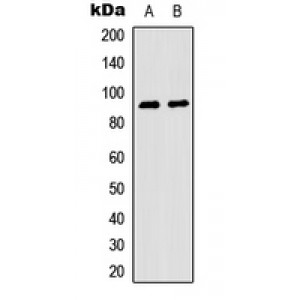 LifeSab™ MSK1 (pS376) Rabbit pAb (50 µl)