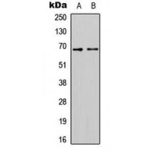 LifeSab™ CAT4 Rabbit pAb (50 µl)