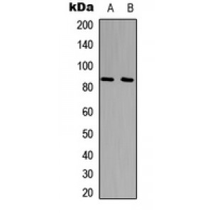 LifeSab™ UTP14A Rabbit pAb (50 µl)