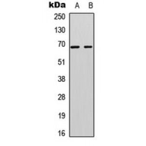 LifeSab™ A-RAF Rabbit pAb (50 µl)