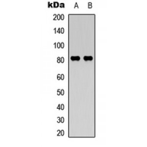 LifeSab™ Calpain 11 Rabbit pAb (50 µl)