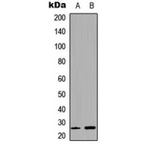 LifeSab™ Connexin 25 Rabbit pAb (50 µl)