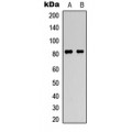 LifeSab™ HSF1 (pS307) Rabbit pAb (50 µl)