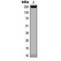 LifeSab™ BCOX1 Rabbit pAb (50 µl)