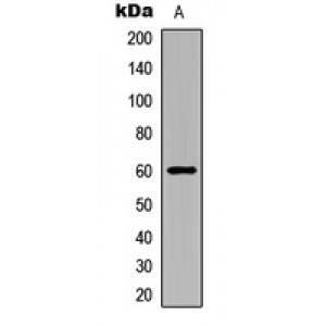 LifeSab™ ERK7 (pT175/Y177) Rabbit pAb (50 µl)