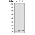 LifeSab™ MRPL18 Rabbit pAb (50 µl)