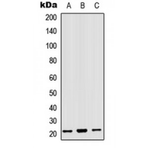 LifeSab™ MRPL18 Rabbit pAb (50 µl)