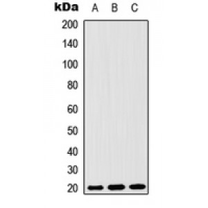 LifeSab™ MRPS25 Rabbit pAb (50 µl)