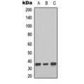 LifeSab™ Melatonin Receptor 1b Rabbit pAb (50 µl)