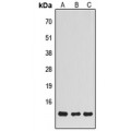 LifeSab™ NDUFS5 Rabbit pAb (50 µl)