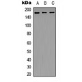 LifeSab™ NFAT5 Rabbit pAb (50 µl)